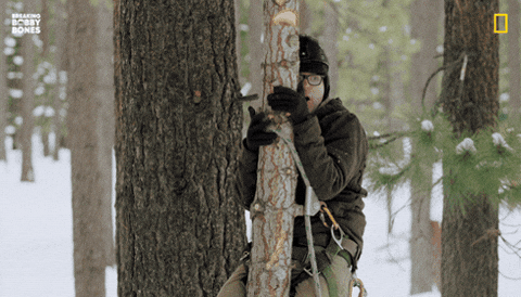 Holy Moly Meme Tree Trap GIF