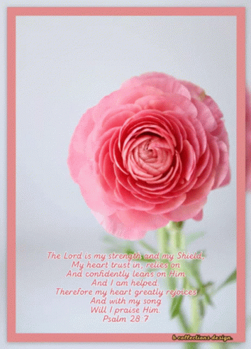 Holy Saturday Persian Buttercup GIF