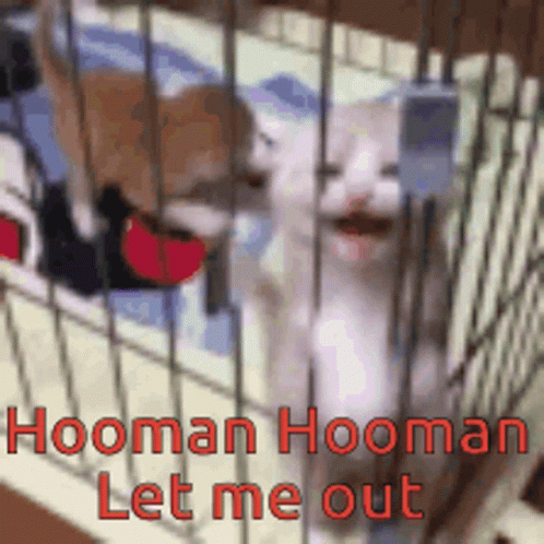 Homan Please Let Me Out GIF