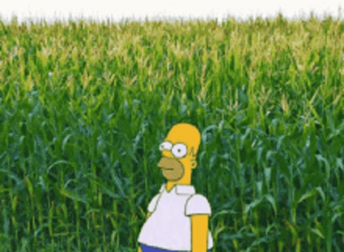 Homer Simpson Is Standing In The Middle Of A Corn Field . GIF