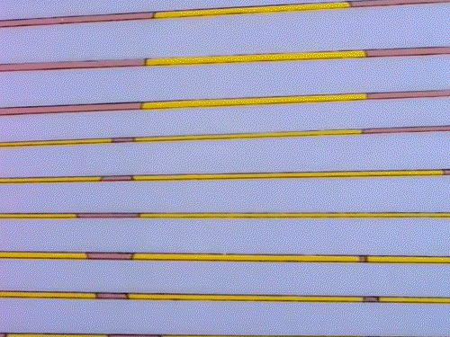 Homer Spy Through Blinds GIF