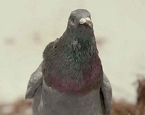 Homing Pigeon No Way GIF