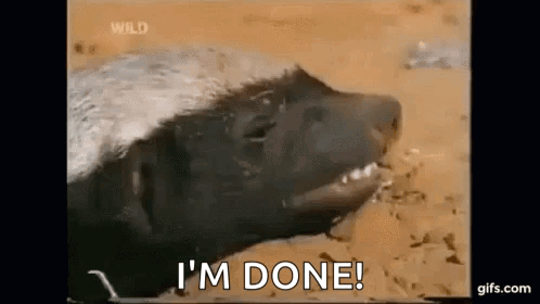 Honey Badger Laying in Dirt With Mouth Open