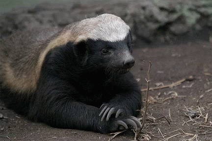 Honey Badger Laying on Ground With Claws Extended