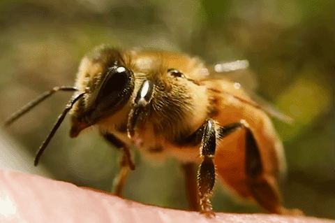 Honey Bee Moving Front Legs GIF