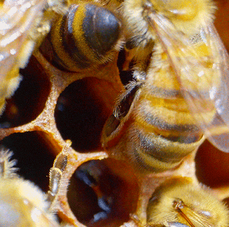 Honeybee Bees Emerging GIF