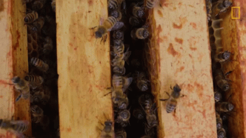 Honeycomb Bee Colony GIF