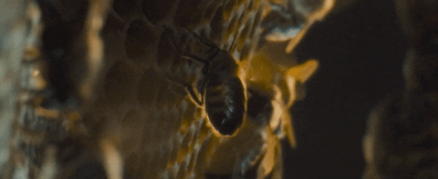 Honeycomb Bees Attached GIF