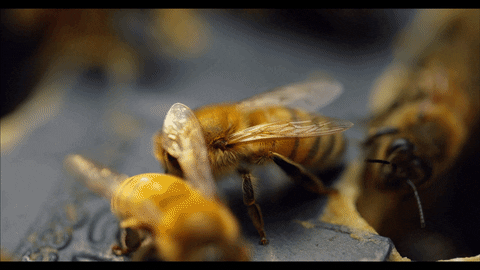Honeycomb Bees Crawl Fly GIF