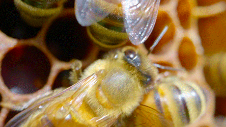 Honeycomb Bees GIF