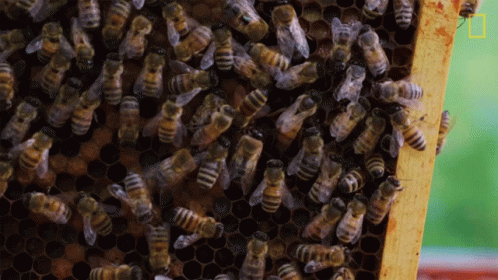 Honeycomb Bees Swarm GIF