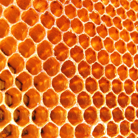 Honeycomb Pass The Honey GIF