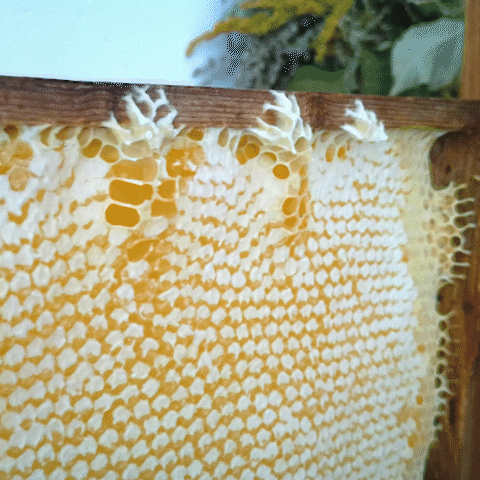 Honeycomb Wax Sealed GIF