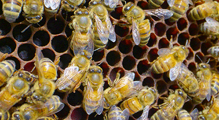 Honeycomb Yellow Bees GIF