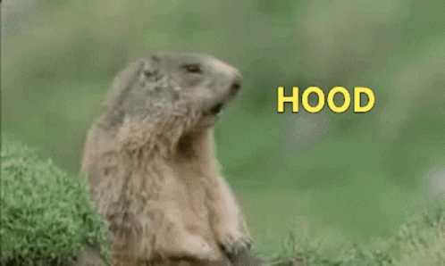 Groundhog Shouting Hood GIF