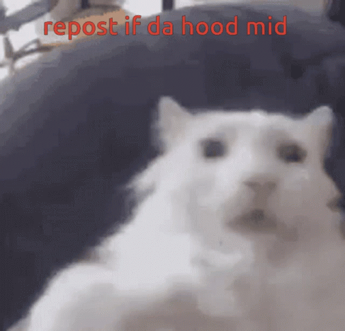 Cat Repost If Da Hood Mid GIF