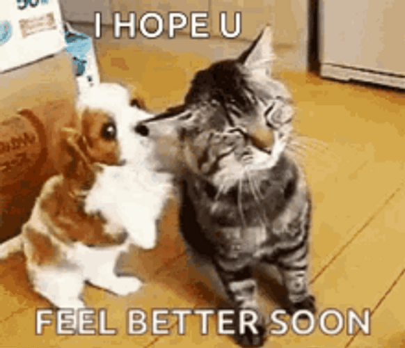 Hope You Feel Better Puppy Kitten Hug GIF