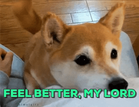Hope You Feel Better Soon Shiba Inu GIF