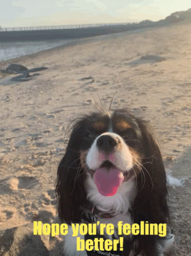 Hope Youre Feeling Better Cute Dog GIF