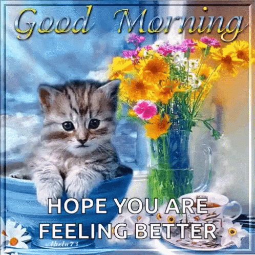 Hope Youre Feeling Better Kitten In A Cup GIF