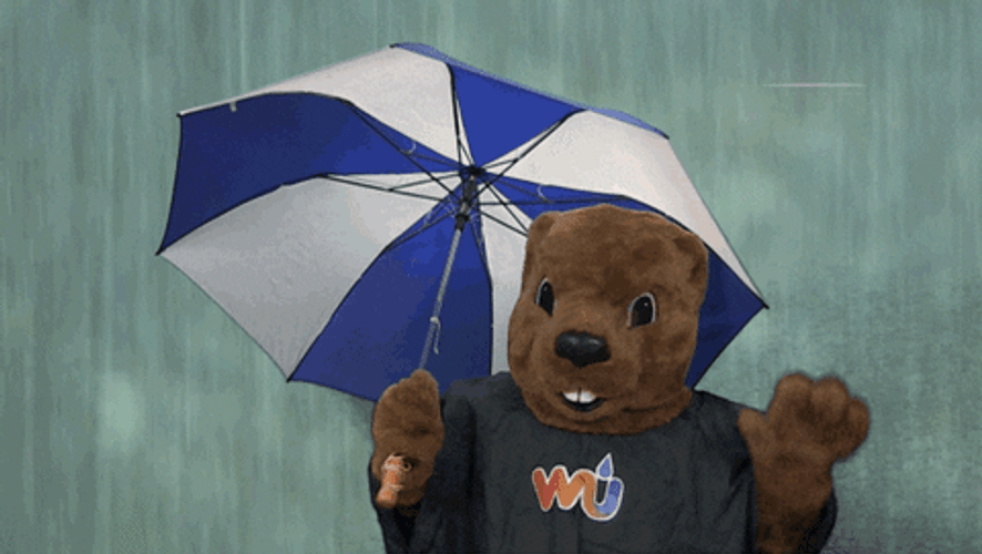 Hopeless Bear In Rain GIF