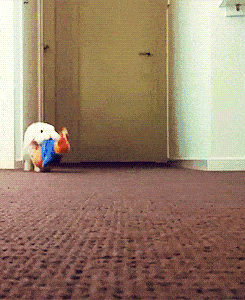 Hopping Bunny Carrying Rabbit Toy GIF