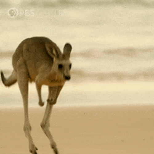 Hopping Kangaroo Animal GIF 