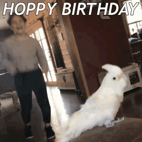 Hoppy Birthday Human Dance With Party Parrot GIF