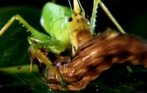 Horned Katydid Vs. Leech GIF