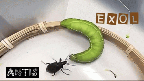 Hornworm Insect Throws Beetle GIF