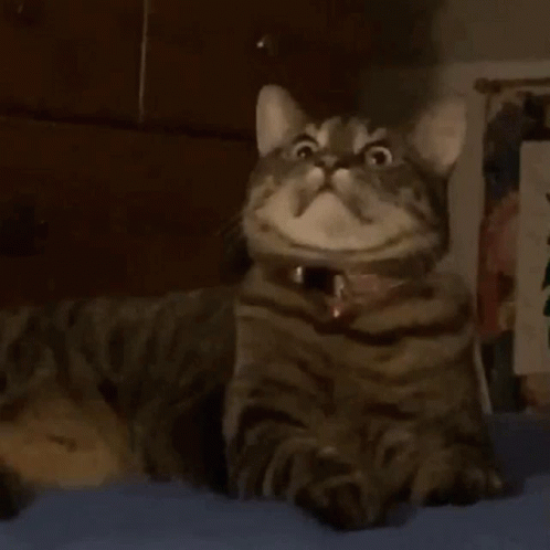 Horrified Cat Zoom In GIF