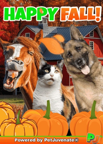 Horse Cat and Dog Standing Next to Pumpkins Happy Fall