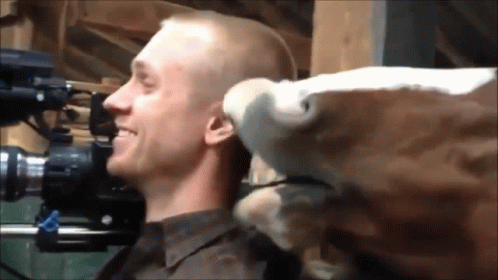 Horse Chewing Camera Man Ears GIF