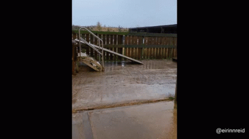 Horse Close Up Looking Up GIF