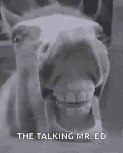 Horse Close Up Mouth Open GIF