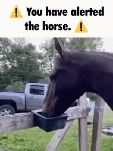 Horse Drinking from Bucket and Alerted