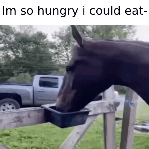 Horse Drinking Water from Bowl