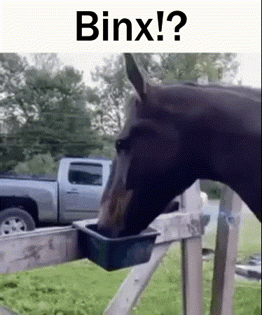 Horse Drinking Water from Bucket