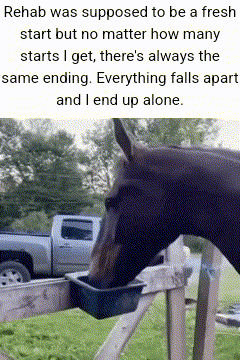 Horse Drinking Water From Bucket on Fence