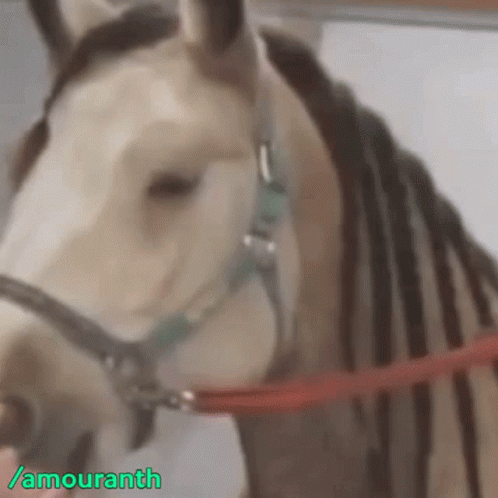 Horse Face Close Up With Amouranth GIF
