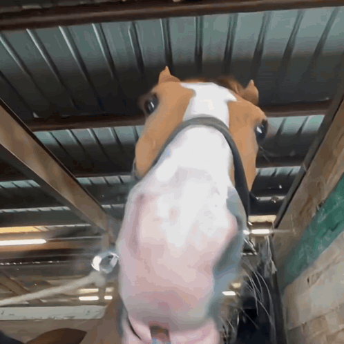 Horse Face Close Up with Bridle