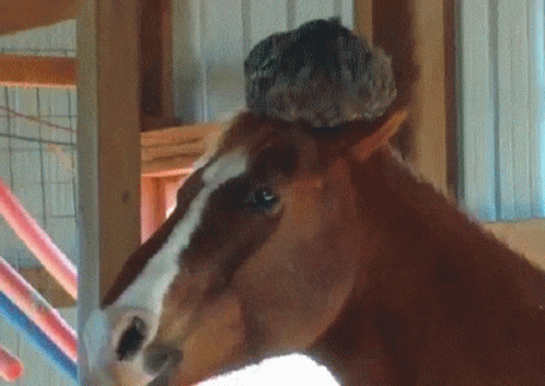 Horse Face With Bird On Head GIF