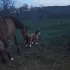 Horse Gif GIF