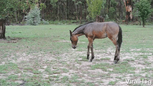 Horse in Grassy Field Saying Viralhog