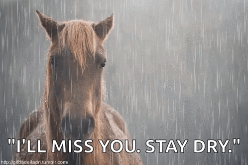 Horse in Rain I'll Miss You Stay Dry