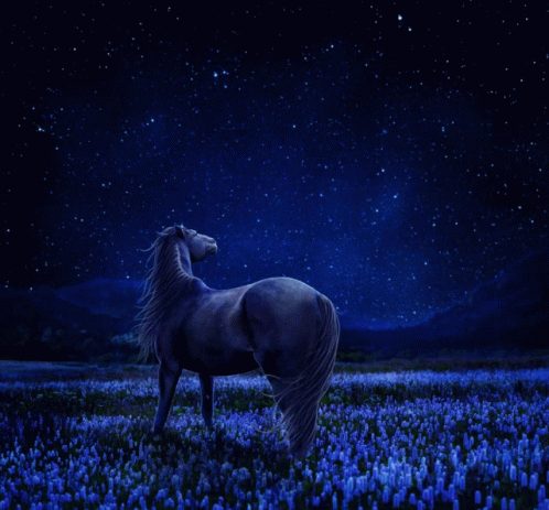Horse In Starry Night Sky GIF