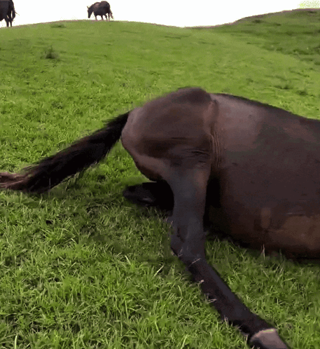 Horse Laying In Grassy Field With Two Horses GIF