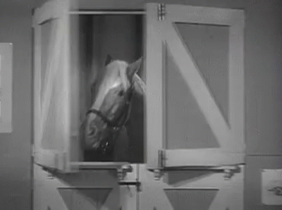 Horse Looking Out Stable Window GIF