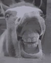 Horse Mouth Open Close Up GIF