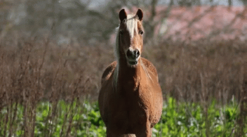 Horse Neigh Got Startled GIF